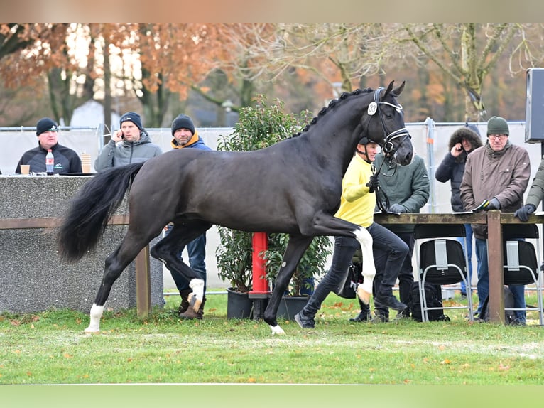 Hanovrien Étalon Noir in Adelheidsdorf
