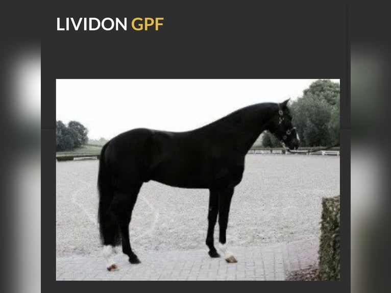 Hanovrien Étalon Noir in Vechta