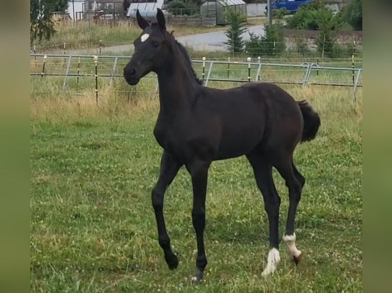 Hanovrien Étalon Noir in Stetten