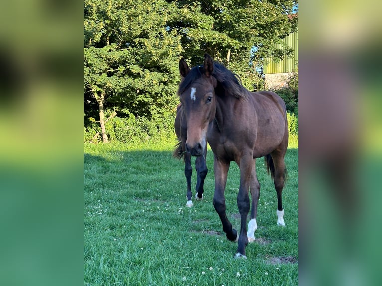 Hanovrien Étalon Noir in Stetten