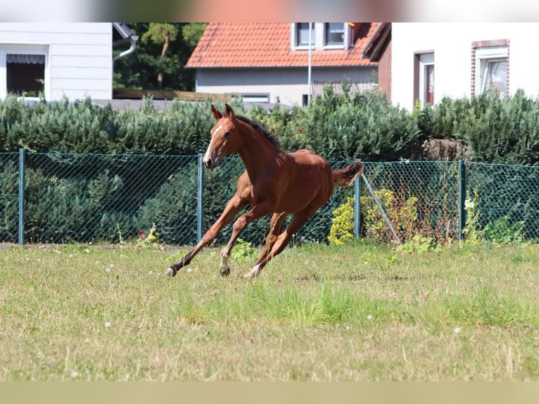 Hanovrien Étalon Poulain (04/2025) 130 cm Bai in Salzgitter