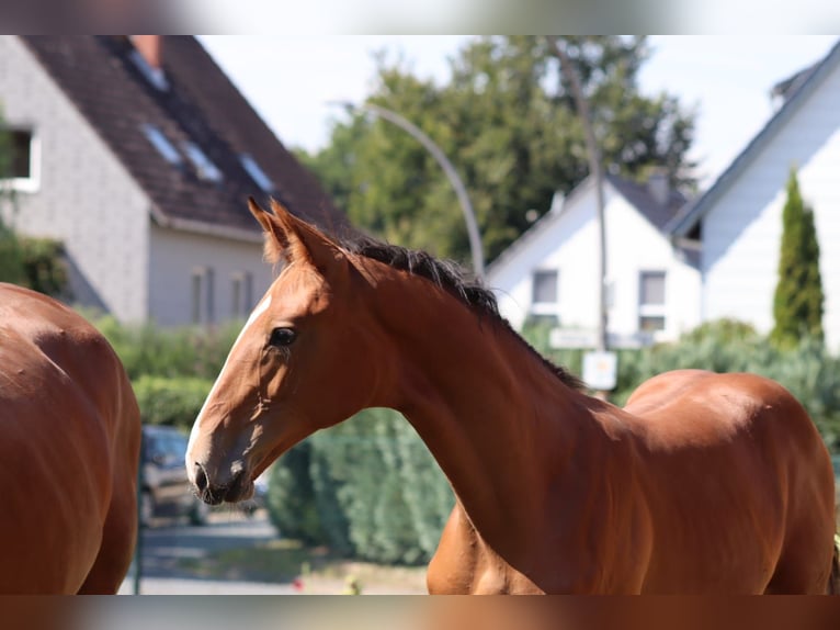 Hanovrien Étalon Poulain (04/2025) 130 cm Bai in Salzgitter
