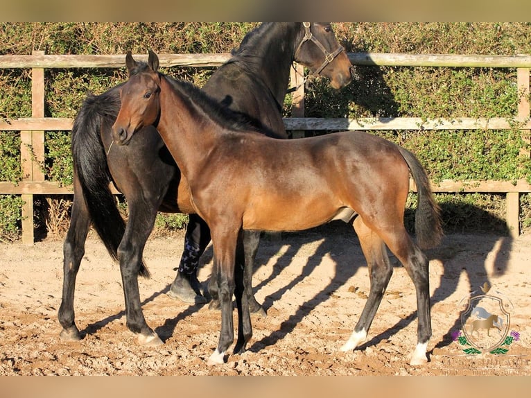 Hanovrien Étalon Poulain (05/2025) 164 cm Bai in Aberdeenshire