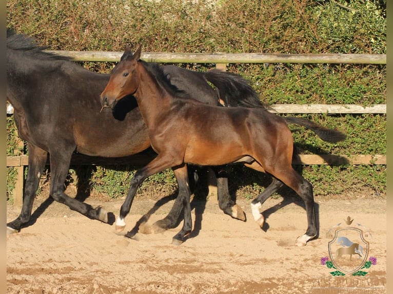 Hanovrien Étalon Poulain (05/2025) 164 cm Bai in Aberdeenshire