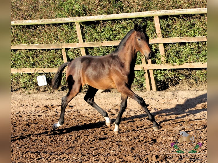 Hanovrien Étalon Poulain (05/2025) 164 cm Bai in Aberdeenshire