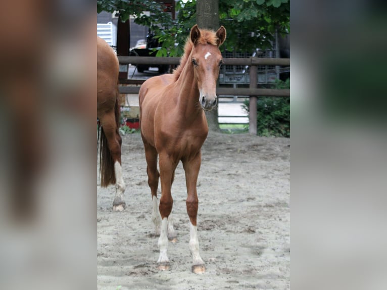Hanovrien Étalon Poulain (03/2025) 166 cm Alezan in Kutenholz