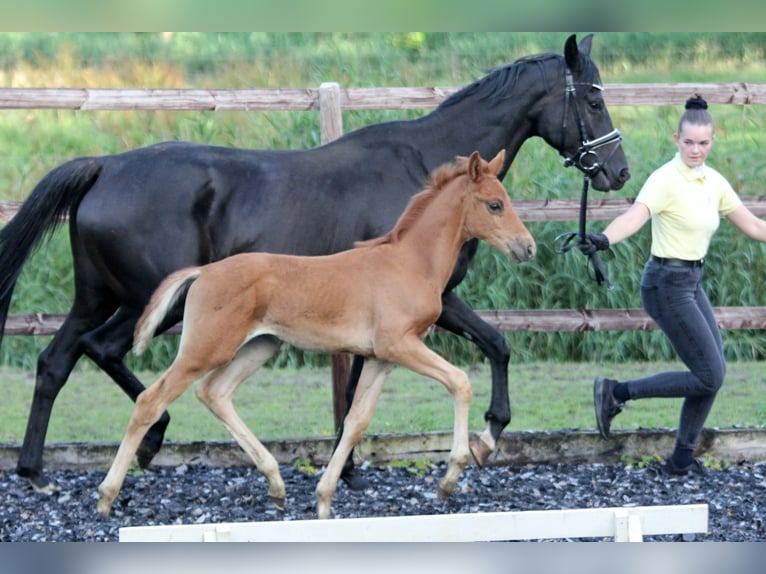 Hanovrien Étalon Poulain (05/2024) 167 cm Alezan in Kutenholz