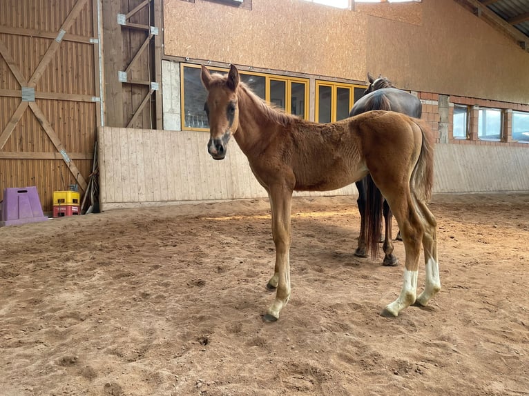 Hanovrien Étalon Poulain (04/2026) 168 cm Alezan brûlé in Fenkensees