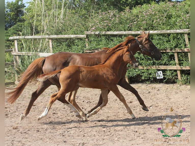 Hanovrien Étalon Poulain (04/2025) 168 cm Alezan brûlé in Aberdeenshire