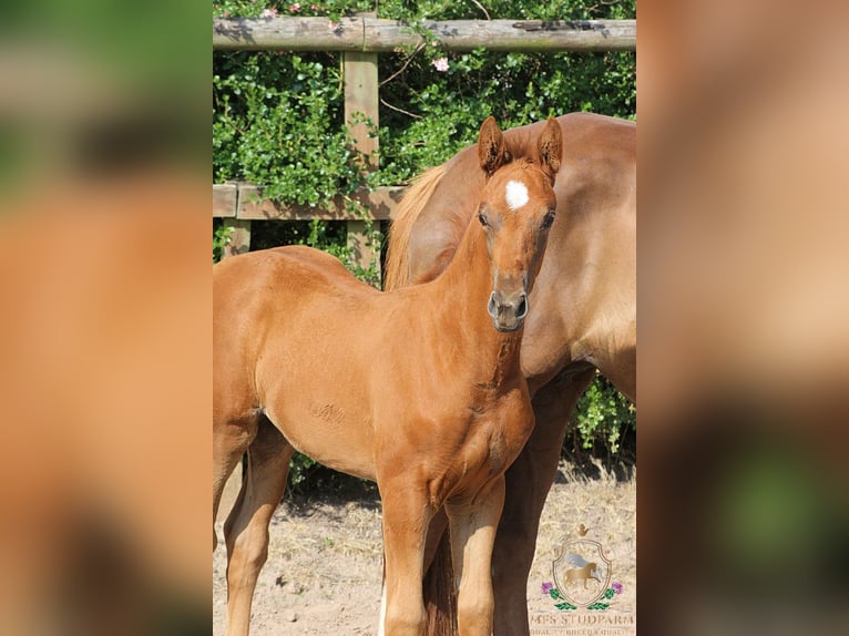 Hanovrien Étalon Poulain (04/2025) 168 cm Alezan brûlé in Aberdeenshire