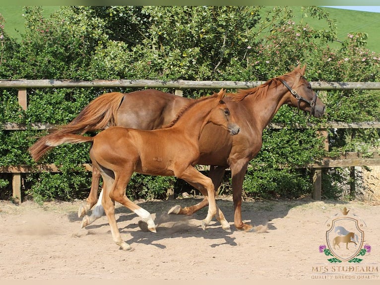 Hanovrien Étalon Poulain (04/2025) 168 cm Alezan brûlé in Aberdeenshire
