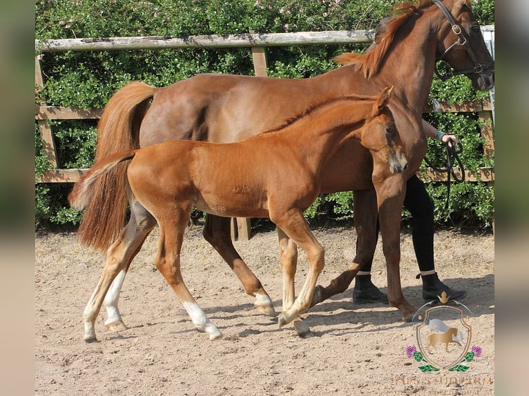 Hanovrien Étalon Poulain (04/2025) 168 cm Alezan brûlé in Aberdeenshire