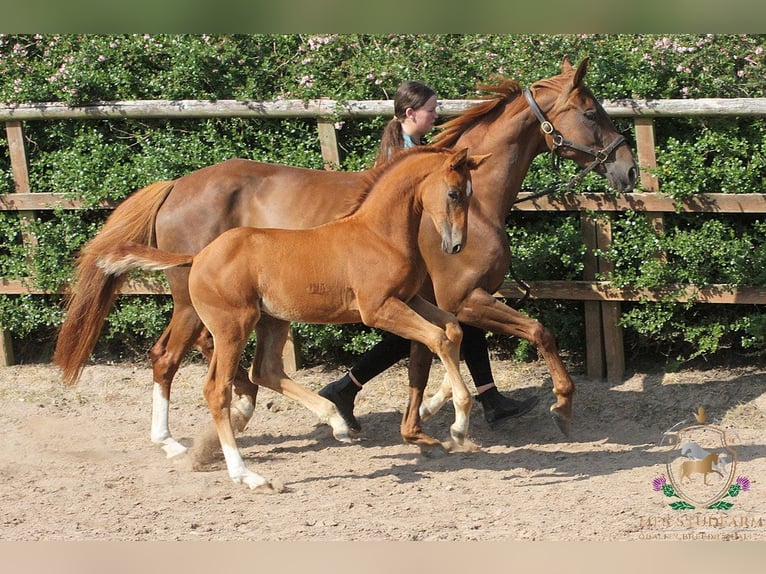 Hanovrien Étalon Poulain (04/2025) 168 cm Alezan brûlé in Aberdeenshire