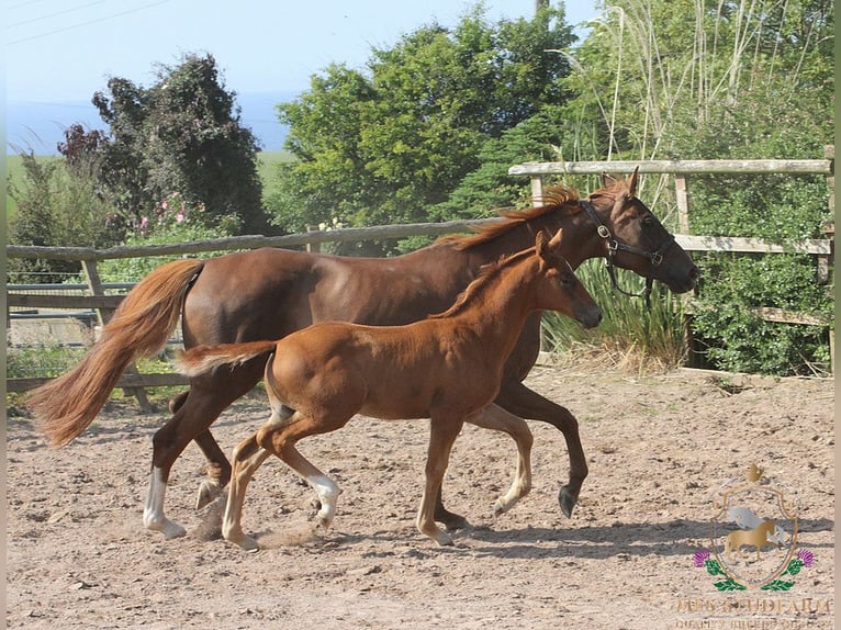 Hanovrien Étalon Poulain (04/2025) 168 cm Alezan brûlé in Aberdeenshire