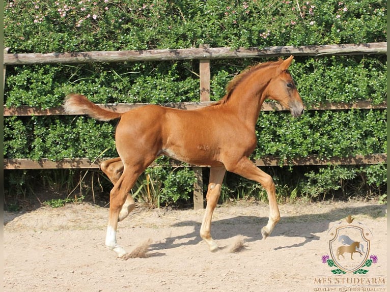Hanovrien Étalon Poulain (04/2025) 168 cm Alezan brûlé in Aberdeenshire