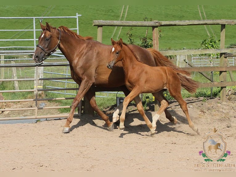 Hanovrien Étalon Poulain (04/2025) 168 cm Alezan brûlé in Aberdeenshire