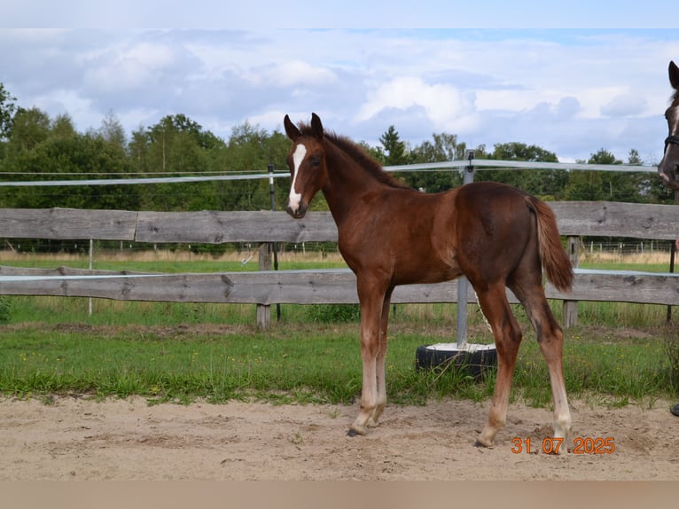 Hanovrien Étalon Poulain (04/2025) 168 cm Alezan brûlé in Neustadt