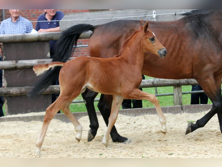 Hanovrien Étalon Poulain (05/2024) 168 cm Alezan in Kutenholz