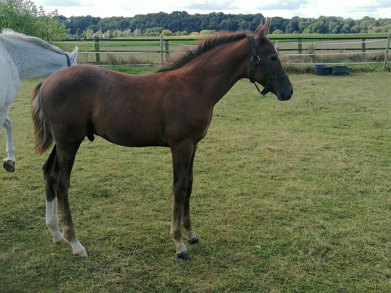 Hanovrien Étalon Poulain (06/2024) 168 cm Alezan in Kempen