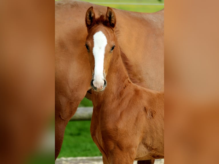 Hanovrien Étalon Poulain (05/2024) 168 cm Alezan in Kutenholz