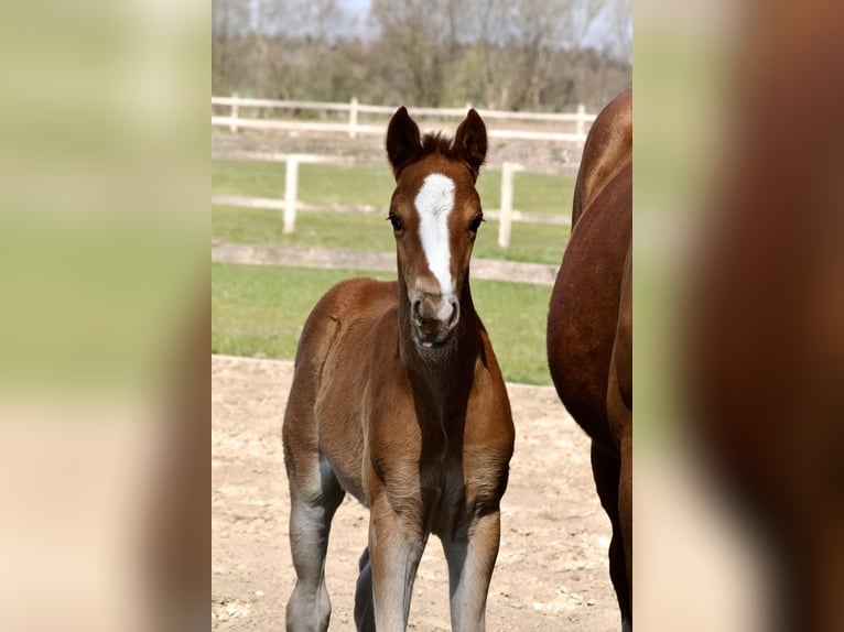 Hanovrien Étalon  168 cm Alezan in Stafstedt
