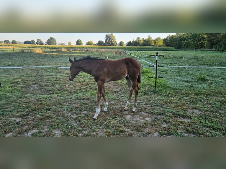 Hanovrien Étalon Poulain (06/2024) 168 cm Bai brun in Salem