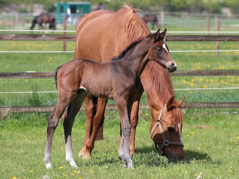 Hanovrien Étalon Poulain (04/2026) 168 cm Bai brun in Isernhagen