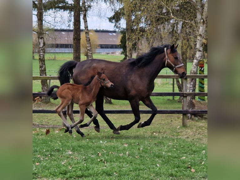 Hanovrien Étalon Poulain (04/2026) 168 cm Bai in Reinstorf