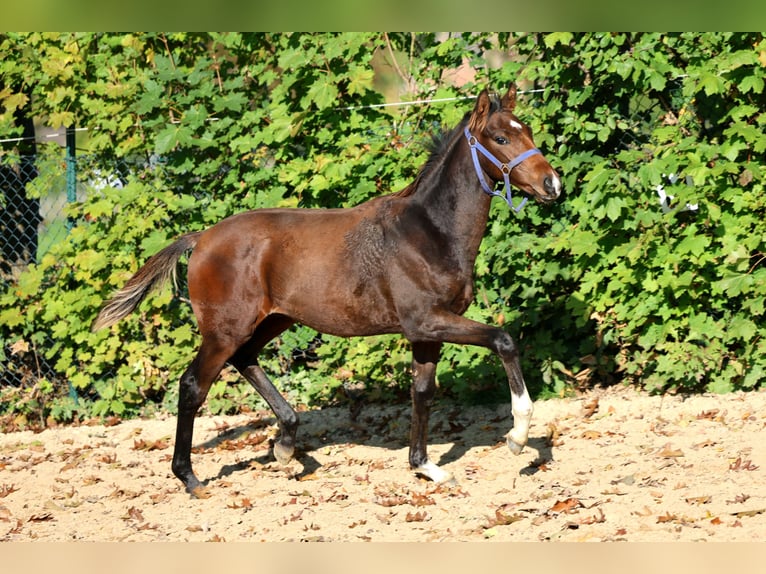 Hanovrien Étalon Poulain (04/2026) 168 cm Bai in Kutenholz