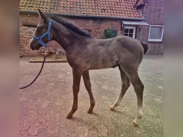 Hanovrien Étalon  168 cm Gris in Bücken