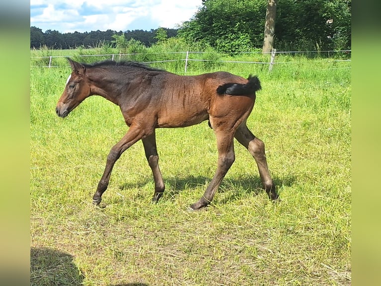 Hanovrien Étalon Poulain (04/2026) 168 cm Gris in UelzenUelzen