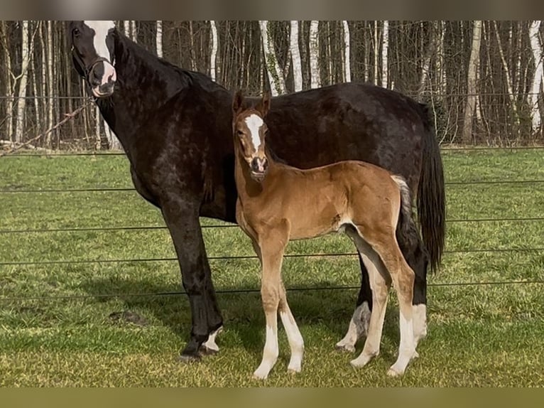 Hanovrien Étalon Poulain (02/2026) 169 cm Bai in Wagenfeld