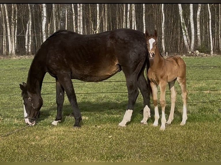 Hanovrien Étalon Poulain (02/2026) 169 cm Bai in Wagenfeld