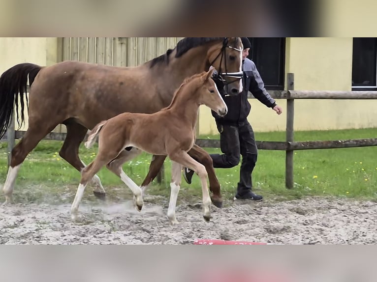 Hanovrien Étalon Poulain (05/2026) 170 cm Alezan brûlé in Osterbruch