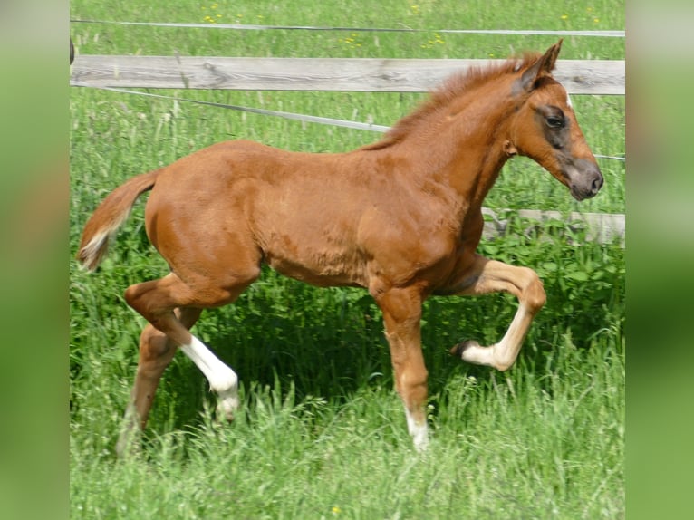 Hanovrien Étalon Poulain (03/2026) 170 cm Alezan brûlé in Greifenstein