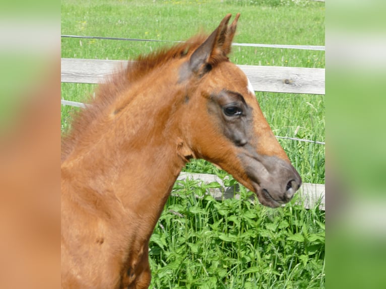 Hanovrien Étalon Poulain (03/2026) 170 cm Alezan brûlé in Greifenstein