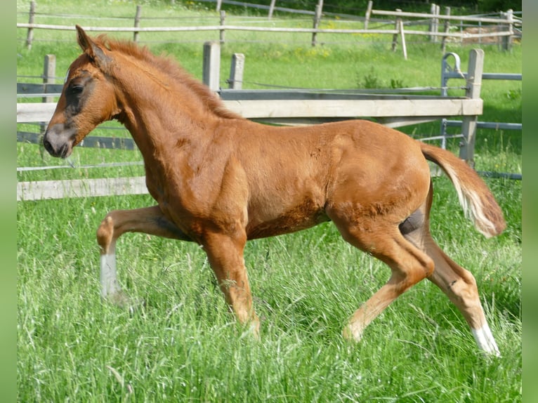 Hanovrien Étalon Poulain (03/2026) 170 cm Alezan brûlé in Greifenstein