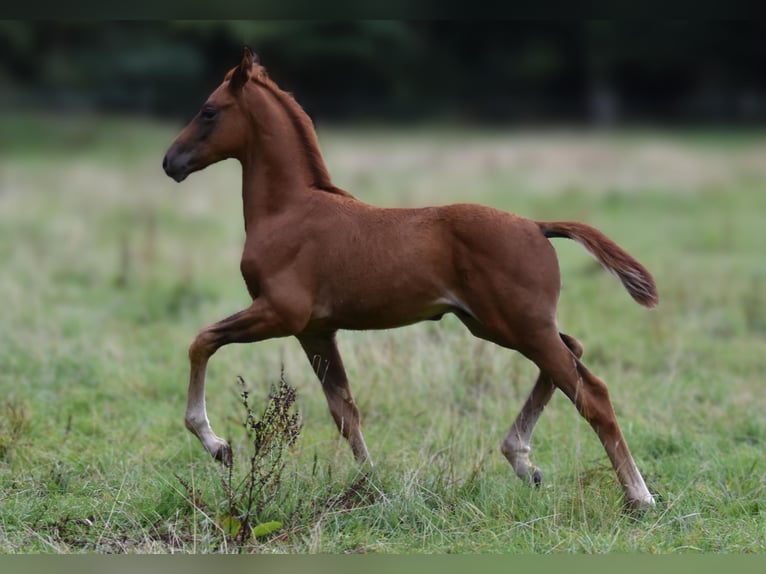 Hanovrien Étalon Poulain (06/2025) 170 cm Alezan brûlé in Westerkappeln