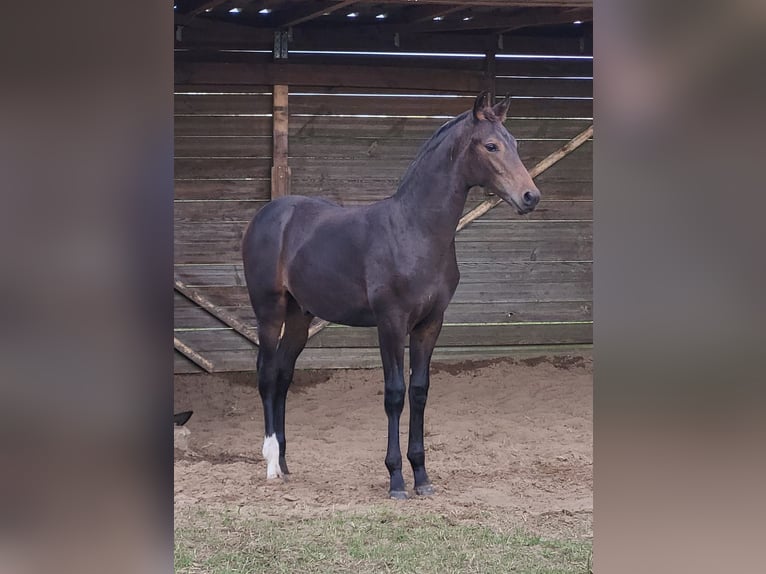 Hanovrien Étalon Poulain (04/2024) 170 cm Bai brun in Heede