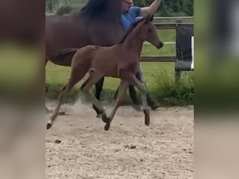 Hanovrien Étalon  170 cm Bai brun in Achim