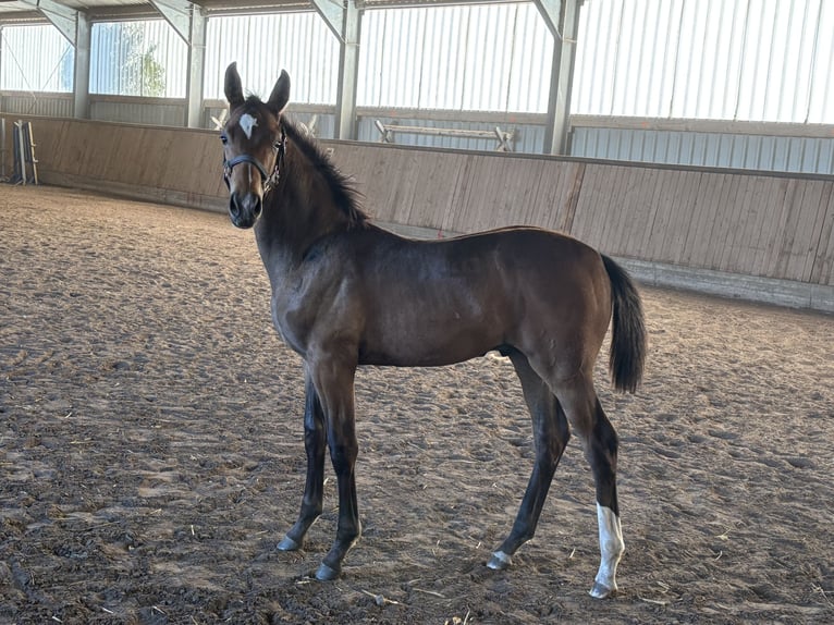 Hanovrien Étalon Poulain (04/2025) 170 cm Bai brun in Nordsehl