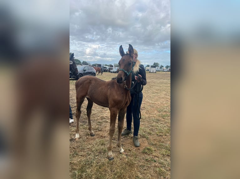 Hanovrien Étalon Poulain (06/2025) 170 cm Bai brun in Bassum
