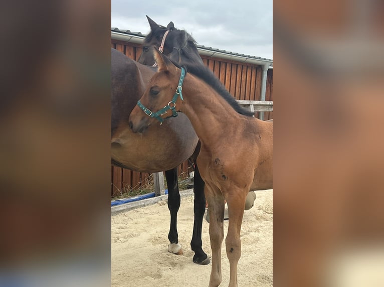 Hanovrien Étalon Poulain (06/2025) 170 cm Bai brun in Bassum