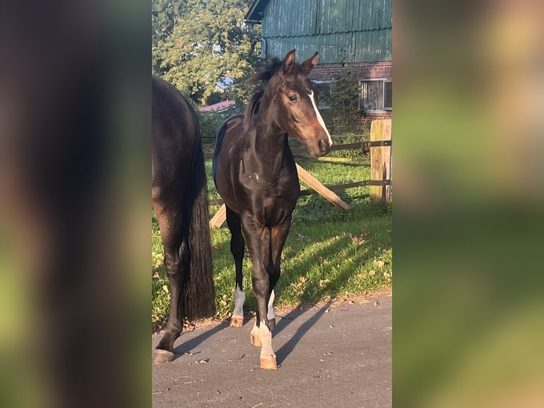 Hanovrien Étalon Poulain (04/2026) 170 cm Bai brun foncé in Kranenburg