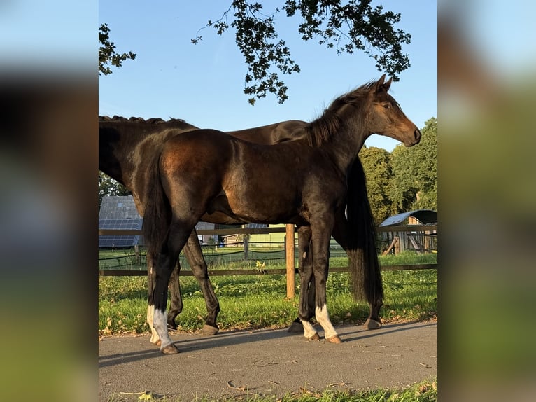 Hanovrien Étalon Poulain (04/2026) 170 cm Bai brun foncé in Kranenburg
