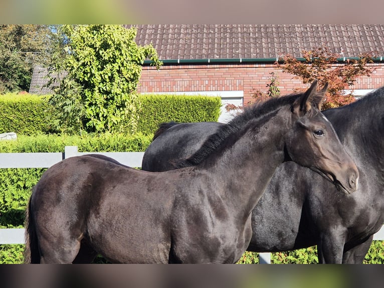 Hanovrien Étalon Poulain (05/2024) 170 cm Bai brun foncé in Ochtersum