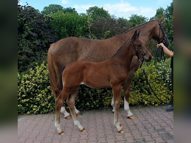 Hanovrien Étalon Poulain (06/2024) 170 cm Bai in Aurich