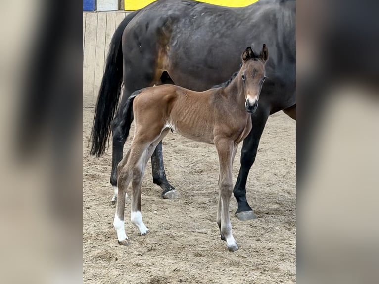 Hanovrien Étalon Poulain (04/2026) 170 cm Bai in Pfaffenhofen an der Ilm