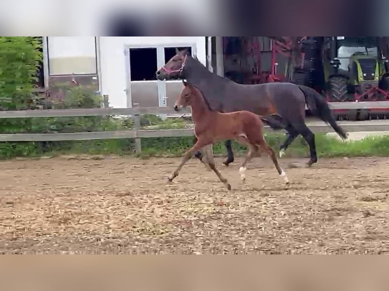 Hanovrien Étalon Poulain (04/2026) 170 cm Bai in Pfaffenhofen an der Ilm