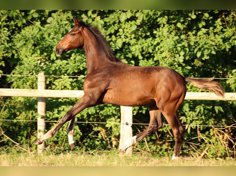 Hanovrien Étalon Poulain (04/2024) 170 cm Bai in Rickling